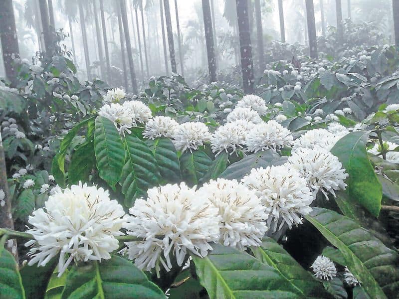 Coffee Flowers Blossom in Kodagu hls 