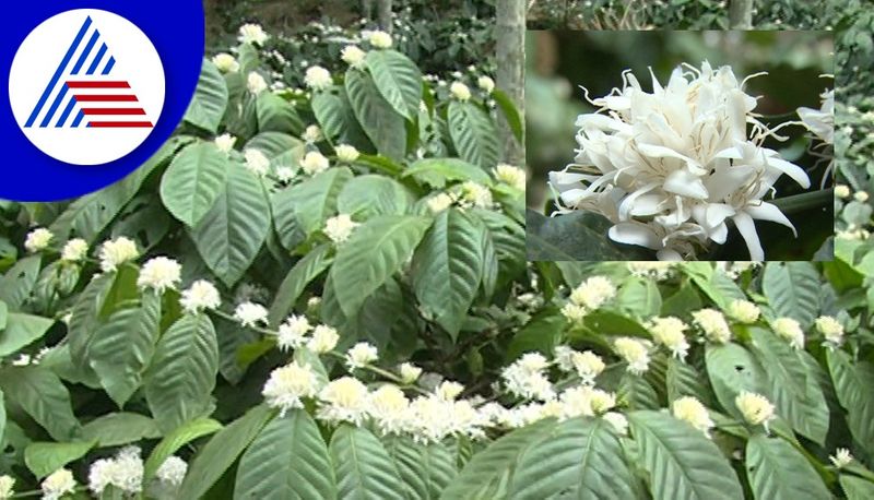 Beautiful Coffee Flower Blooming in Chikkamagaluru gvd