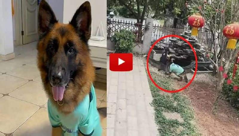 pet dog saves boy from falling pond