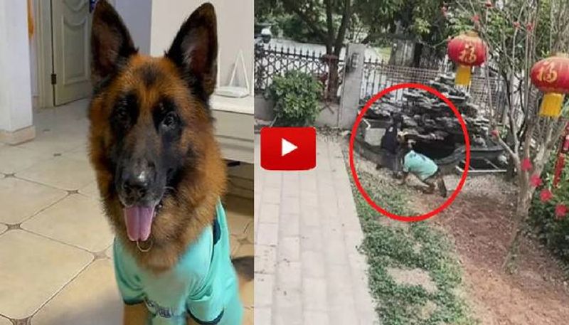 pet dog saves boy from falling pond