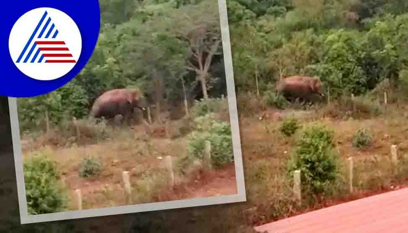 Elephants Create Panic Among Farmers in Chikkamagaluru hls