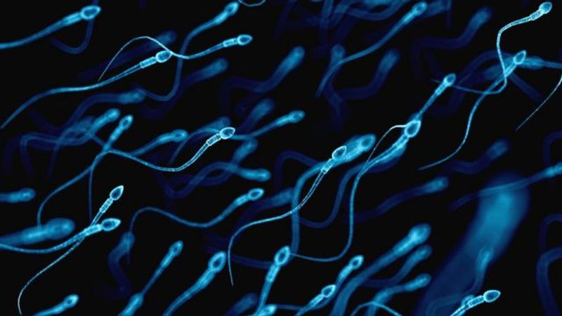 eat these foods will help to increase the sperm count