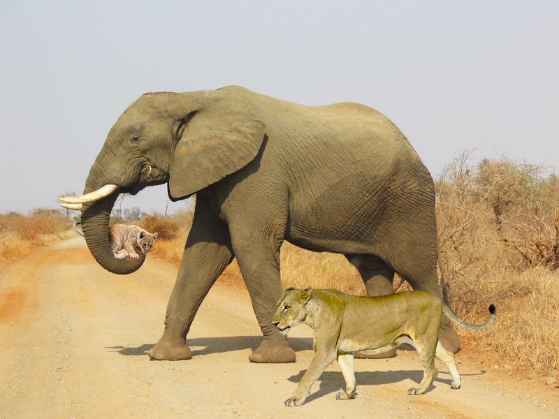 Image of elephant carrying a lion cub was created as an April Fools joke by Kruger Sightings mnj 