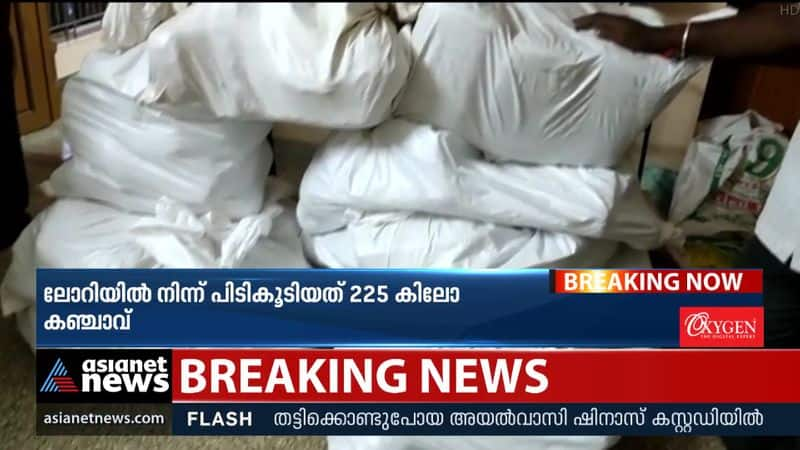 Large cannabis hunt in Dindigul, Tamil Nadu; 225 kg of cannabis seized