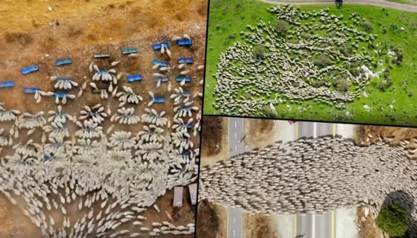 Drone photographer captured a herd of sheep in time lapse will make your day; watch
