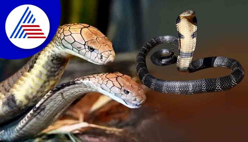 Facts About King Cobra Snake