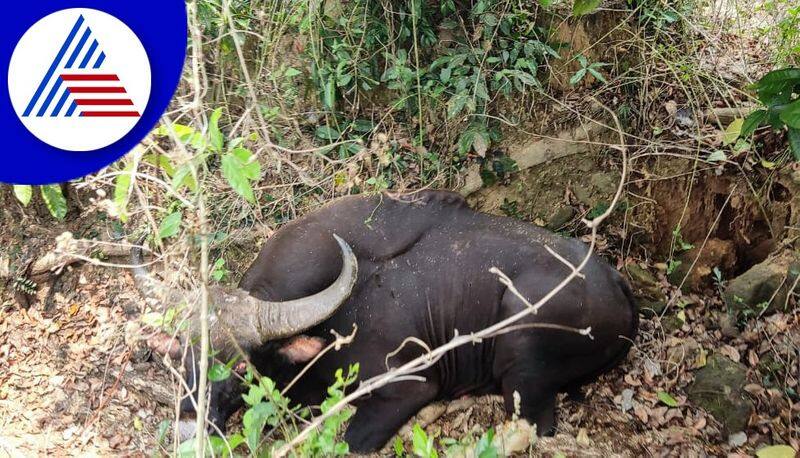 People in Anxiety for Wild Buffalo Came to Villag at Karkala in Udupi gvd