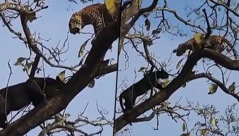 Black Panther climbs tree to fight leopard; Find out what happened next - gps