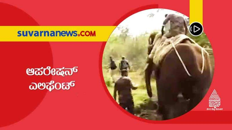 Chikkamagaluru Farmers Happy for Forest Department Operation Elephant hls 