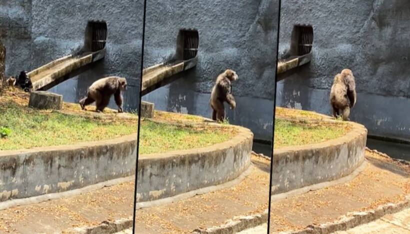 Watch: Allu Arjun’s Pushpa fever catches Chimpanzee; performs Srivalli hook step