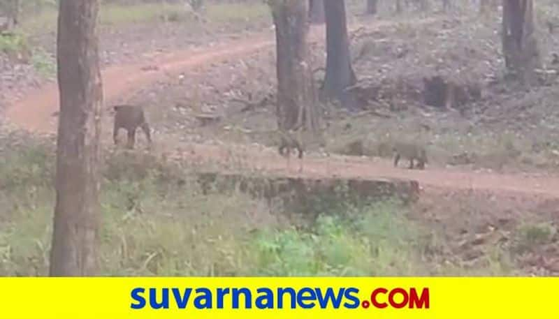 Tiger Visible at  Bhadra Tiger Reserve Forest in Chikkamagaluru grg