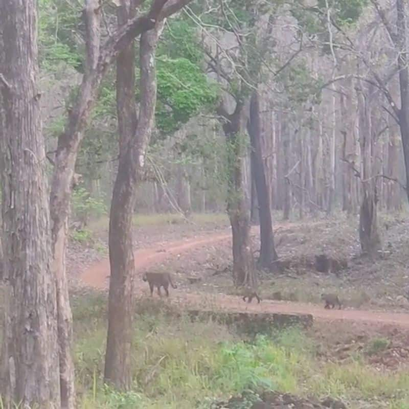 Tiger Visible at  Bhadra Tiger Reserve Forest in Chikkamagaluru grg