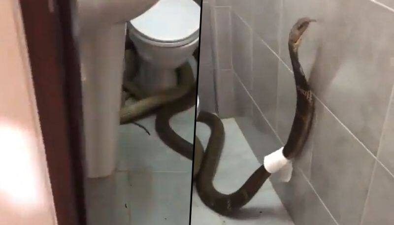 King cobra wraps toilet paper around it in bathroom; bizarre video goes viral - gps