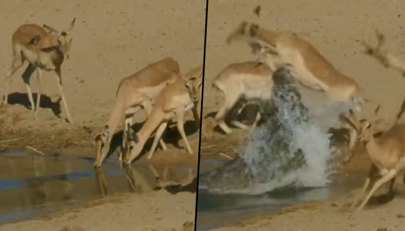 Crocodile attacked a herd of deer drinking water; here's what happened next - gps