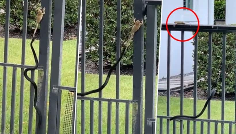 'Never give up': A frog and snake’s flight will teach you a lesson for life; watch