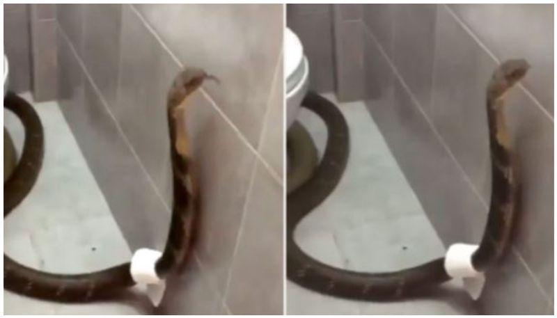 King Cobra Enters Bathroom Wraps Toilet Paper Around Itself