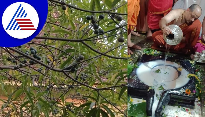 Rudraksha Tree Growing in Gokarna Uttara Kannada gvd