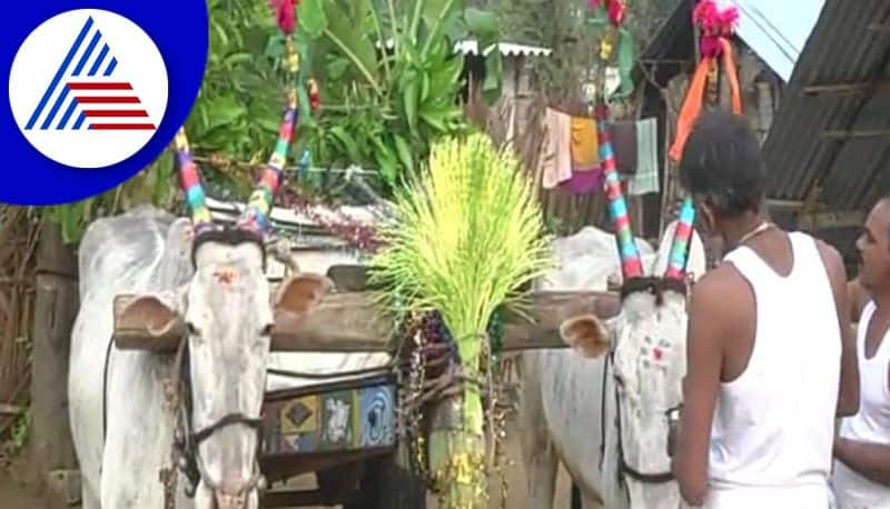 agricultural activities begin in chamarajanagar on ugadi gvd