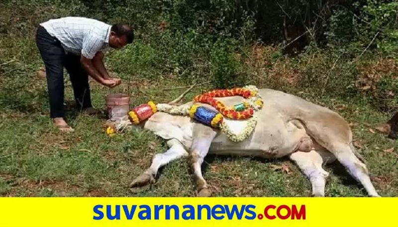 Famous Oxen Milan Dies in Chikkamagaluru grg