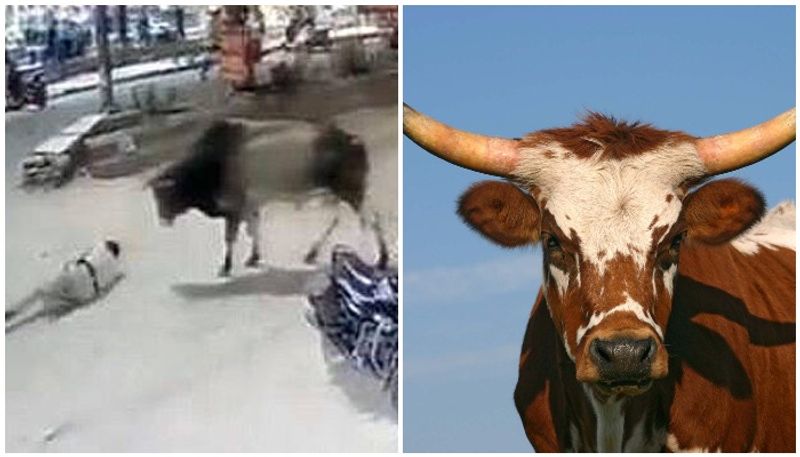 Delhi Cop Attacked By Bull While On Duty