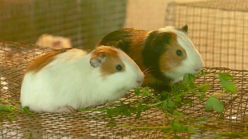 Young Man Ajay Successful in Guinea Pig Farm Business in Kolar grg