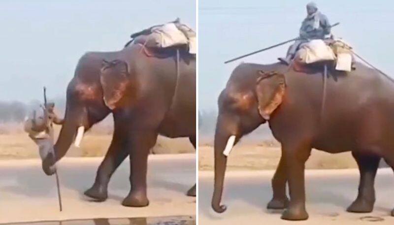 Mahout climbs on an elephant in Baahubali style; leaves internet amused-tgy