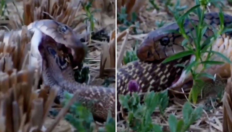 Watch King Cobra swallows another snake alive; Creepy video stuns internet-tgy