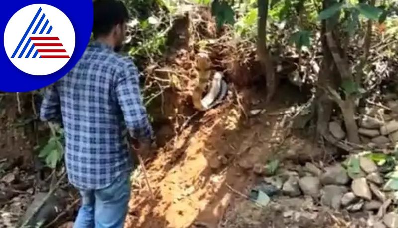 3 king cobra found in Well of the house near kumta taken and released in a forest gvd