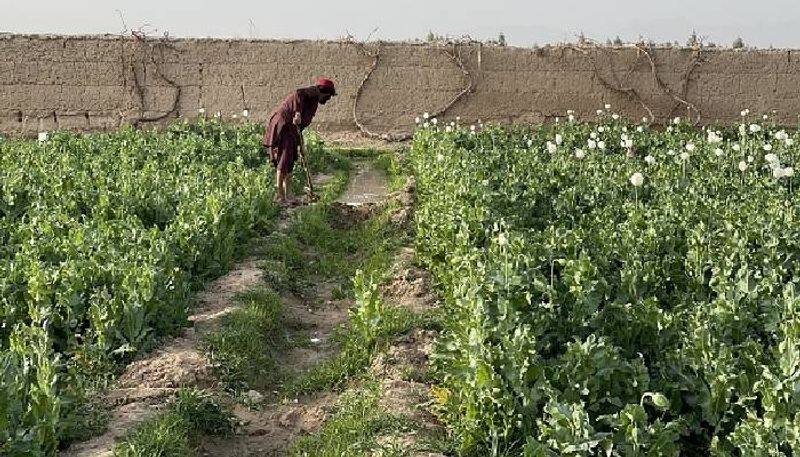 Why Taliban banned opium cultivation in Afghanistan