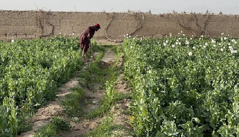 Why Taliban banned opium cultivation in Afghanistan