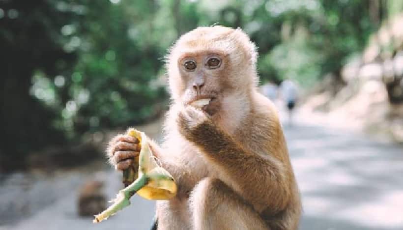 China to send monkeys into space to study zero gravity reproduction: Report