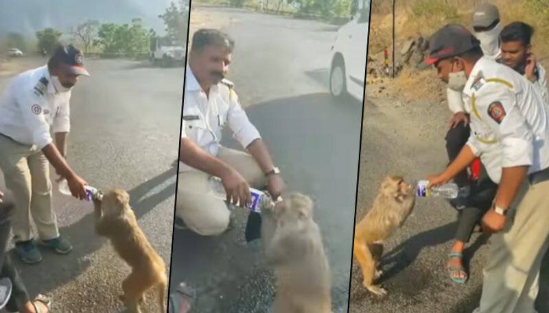 Watch this heartfelt video of Maharashtra cop helping monkey to drink water from a bottle  - gps