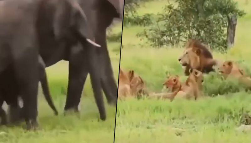 Lions pride run for their life after the elephant herd approaches, watch - gps