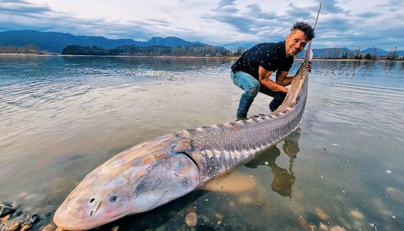 Watch Alberta man catches 8 feet long sturgeon from Fraser river-tgy