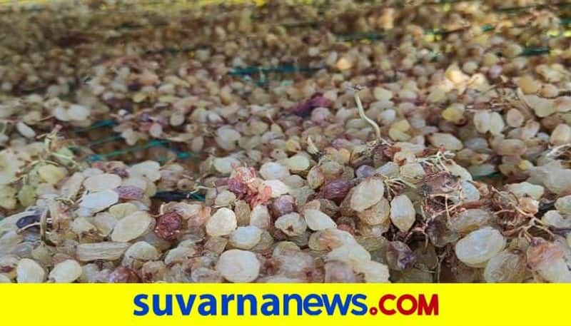 Farmers Faces Problems due to Untimely Rain in Vijayapura grg