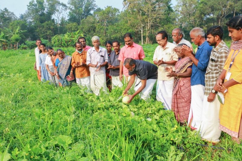 Shamam also grows in loamy sand at Kanjikuzhiyi