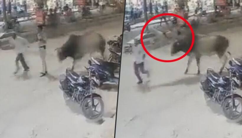 Delhi cop thrown into air after a bull attacks; watch horrifying video