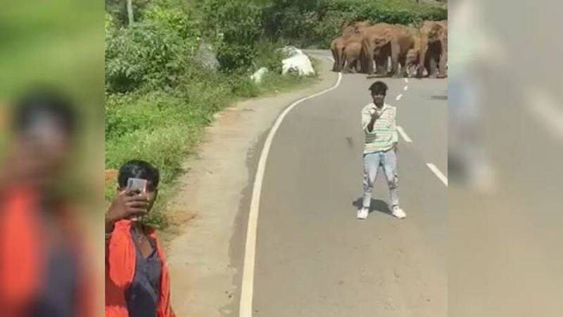 Coonoor Elephants chase away tourists trying to provoke the herd for clicking selfies