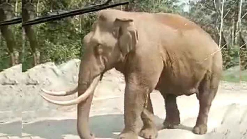 woman gives birth in ambulance as the vehicle blocked by elephant