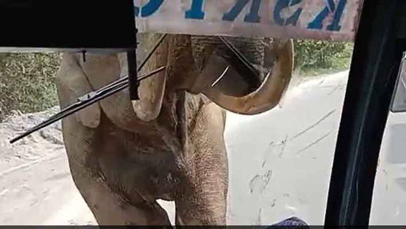 Windshield Of Kerala Bus Cracks During Elephant Encounter.. viral video