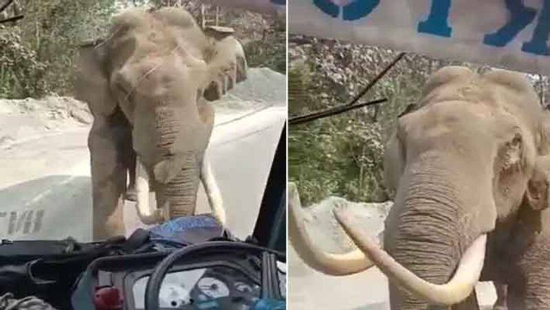 Windshield Of Kerala Bus Cracks During Elephant Encounter.. viral video