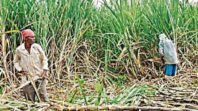 ganna kisan