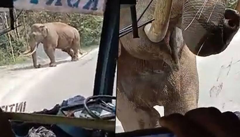 Elephant comes across a passenger bus in Kerala, breaks the windshield; watch