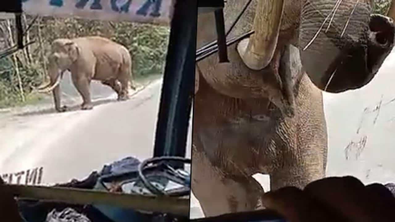 Elephant comes across a passenger bus in Kerala, breaks the windshield; watch