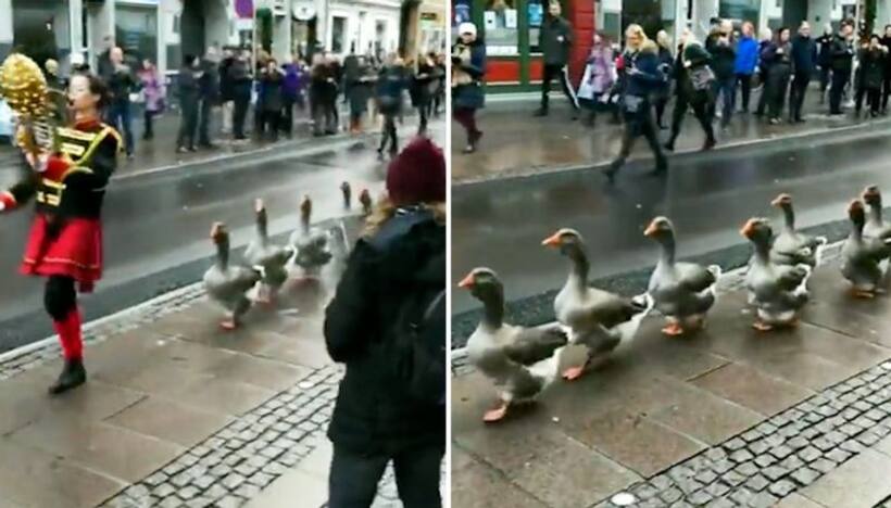 Ever seen a swan parade? Watch this incredible video