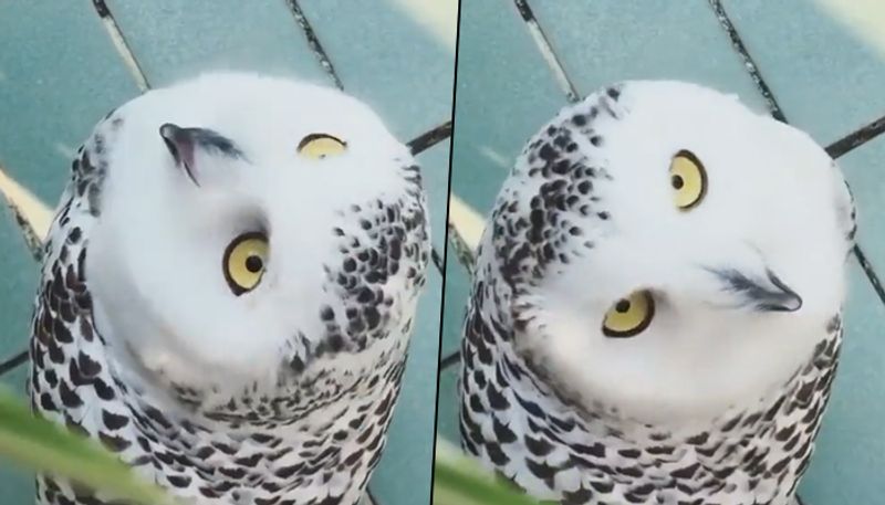 Viral video: Owl rotates head upside down; confused netizens - gps