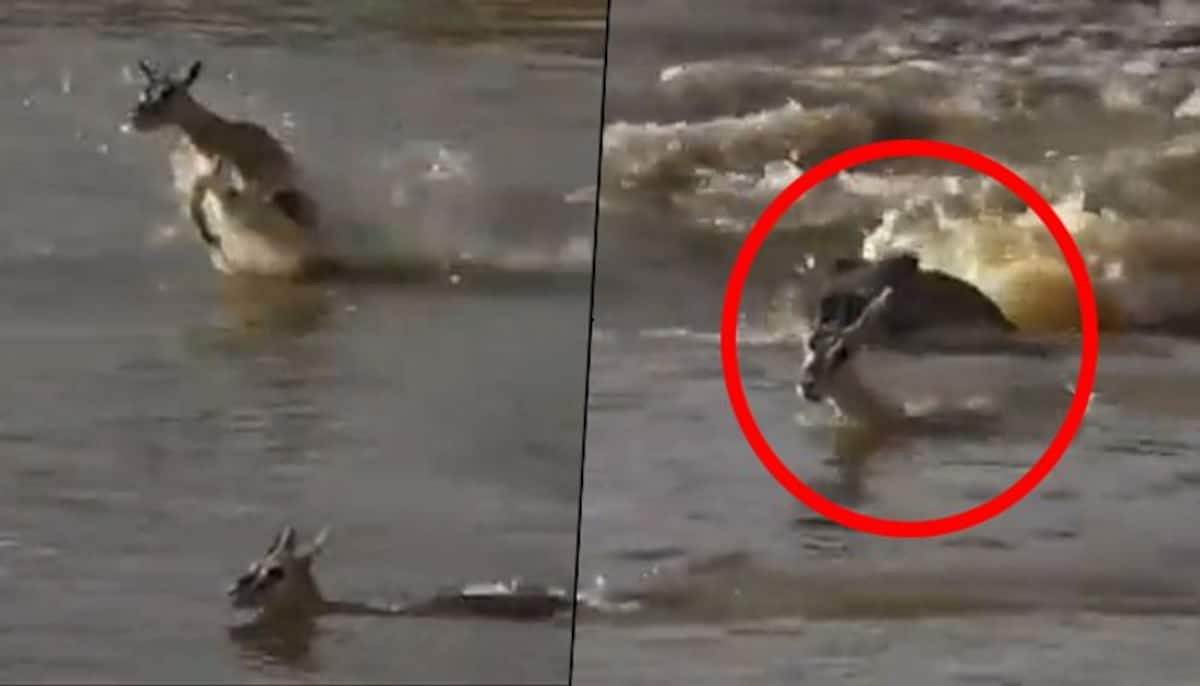 Mother deer sacrifices life to protect her baby from a crocodile; watch heartbreaking video