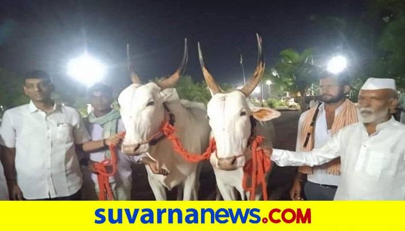 Oxen Won Gold in Competition at Vijayapura grg