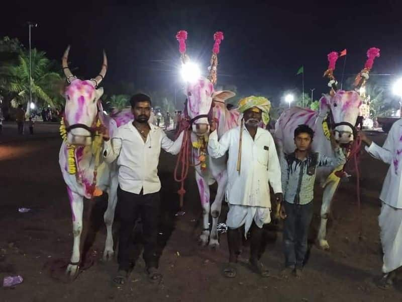 Oxen Won Gold in Competition at Vijayapura grg