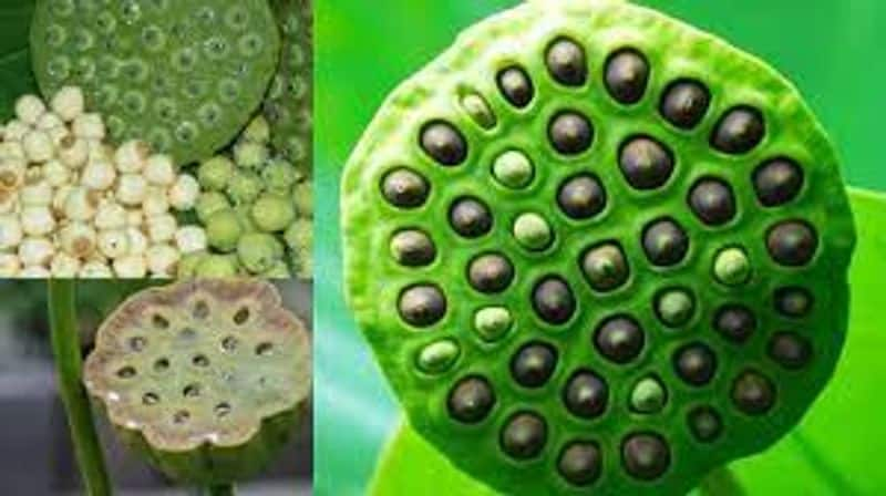 Benefits of having lotus seeds pav